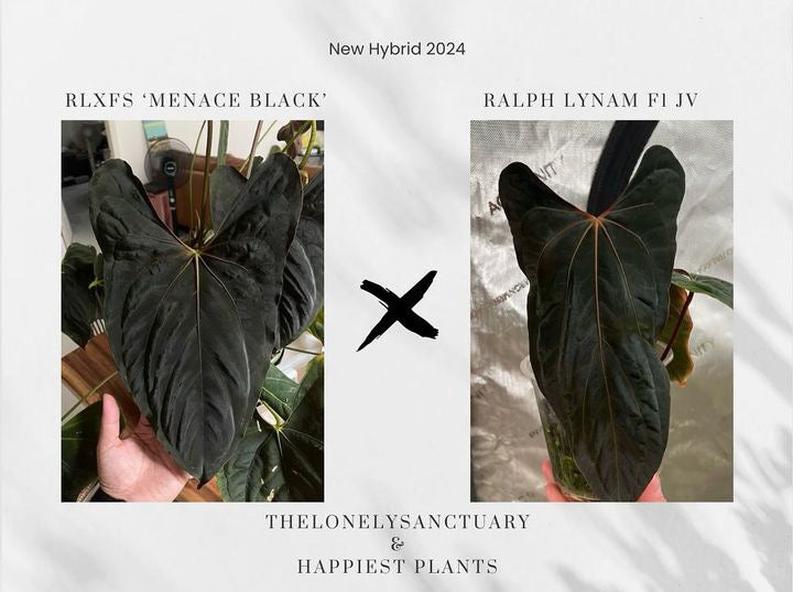 black anthurium rare Buy Rare Anthurium RLFS Menace Black X Ralph Lynam – HappiestPlants