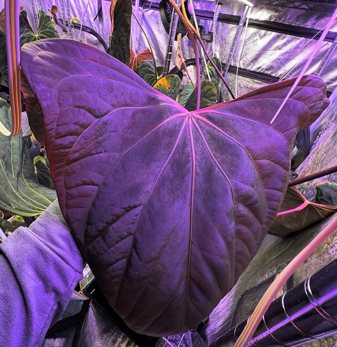 anthurium portilloi Anthurium Portillae Dorito X (Dressleri RG F2 x Carlablackiae Amanda) – HappiestPlants