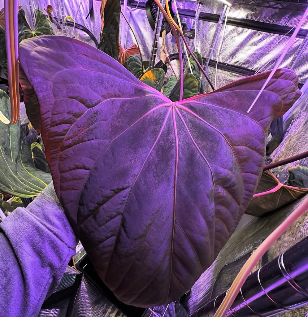 anthurium dorito Anthurium Portillae Dorito X (Dressleri RG F2 x Carlablackiae Amanda) – HappiestPlants