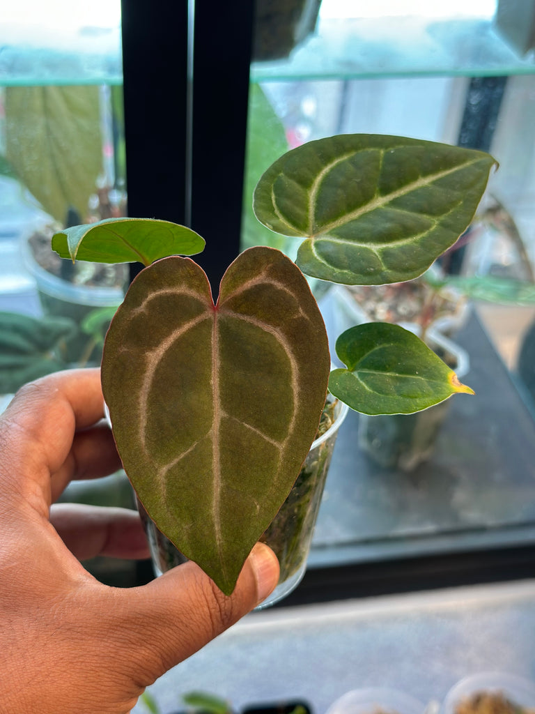 6A75ADAF-3249-41ED-9C66-