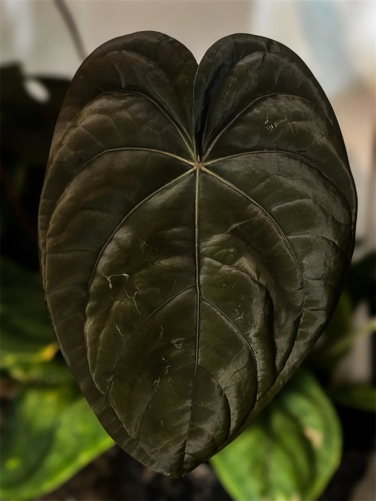 Anthurium Rosè Ember x Dressleri