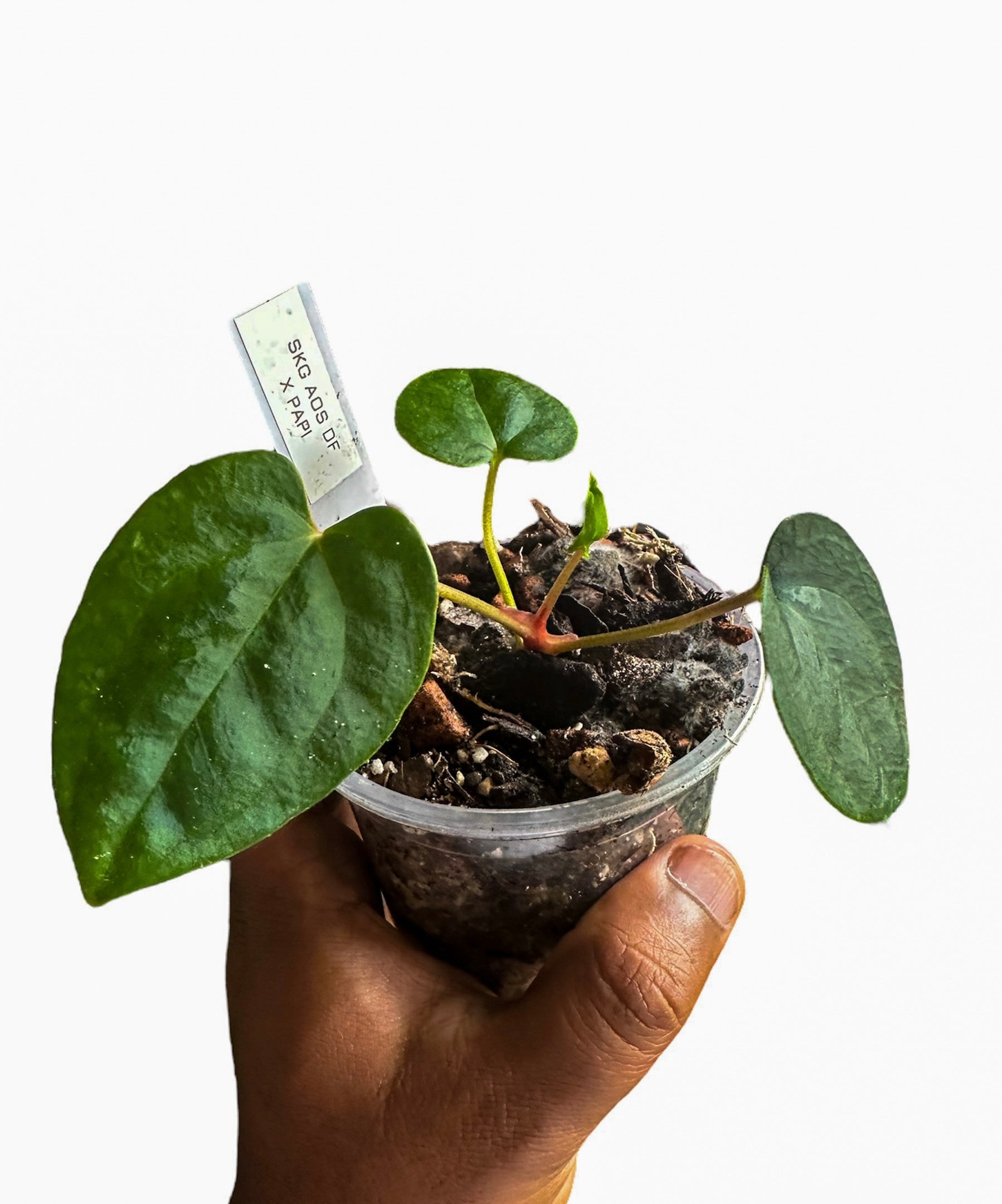 anthurium festino Anthurium AOS (SKG DF) x Papillilaminum Marie – HappiestPlants