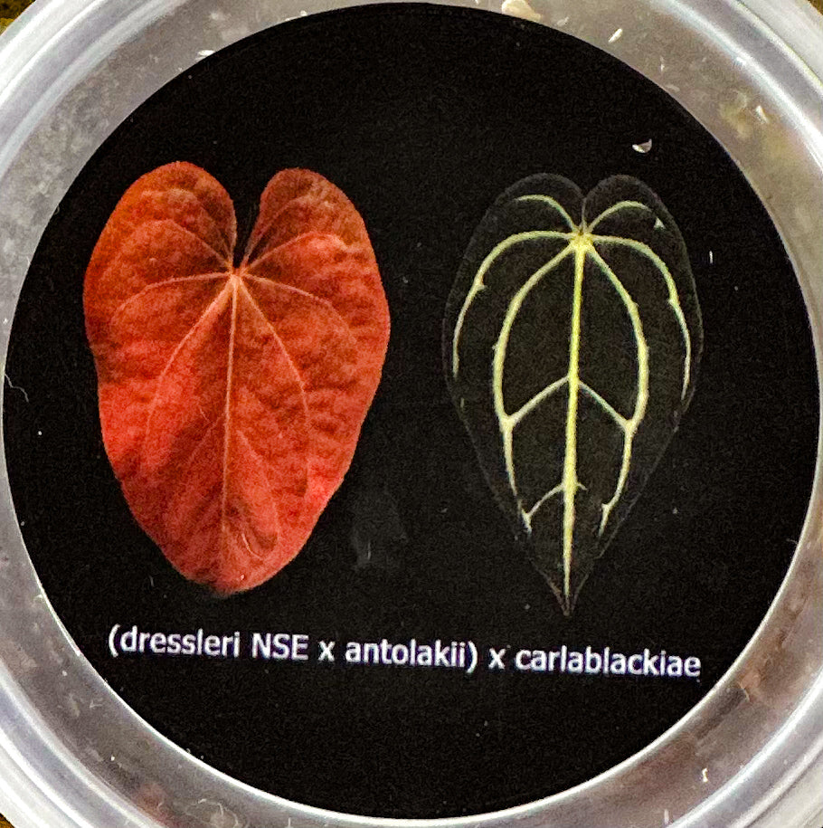 Anthurium Dressleri (NSE) × Antolakii X Carlablackiae – HappiestPlants