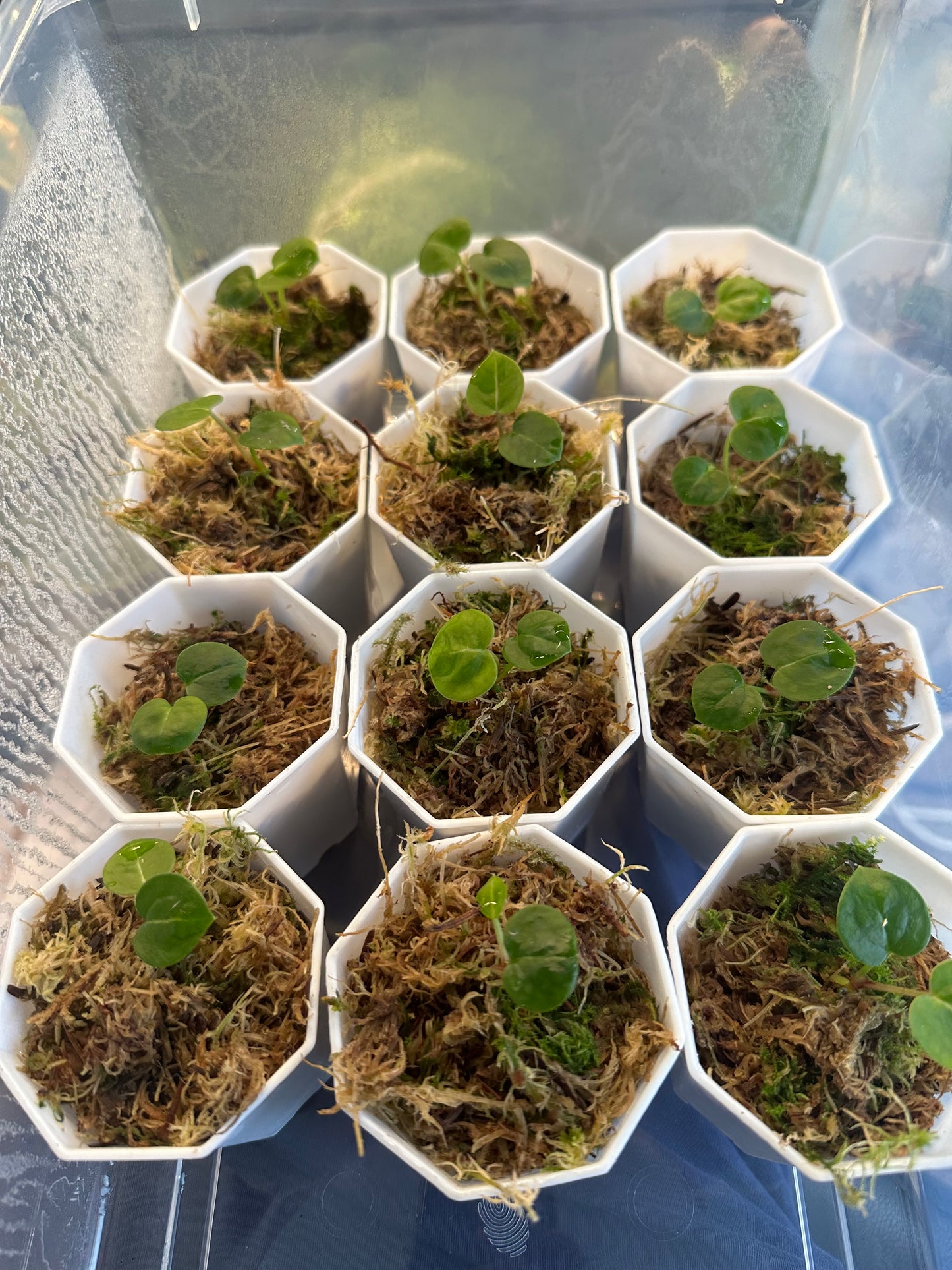 Anthurium Red Crystallinum x Zara x Michelle