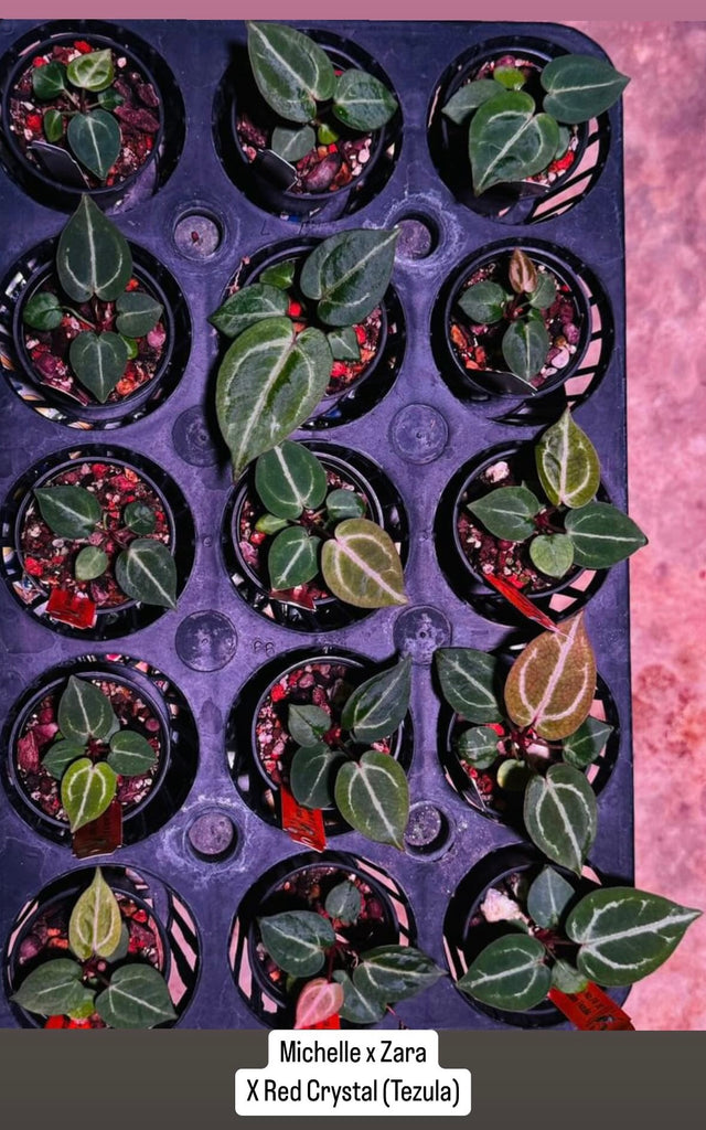 Anthurium MxZ X Red Crystallinum (Tezula) – HappiestPlants