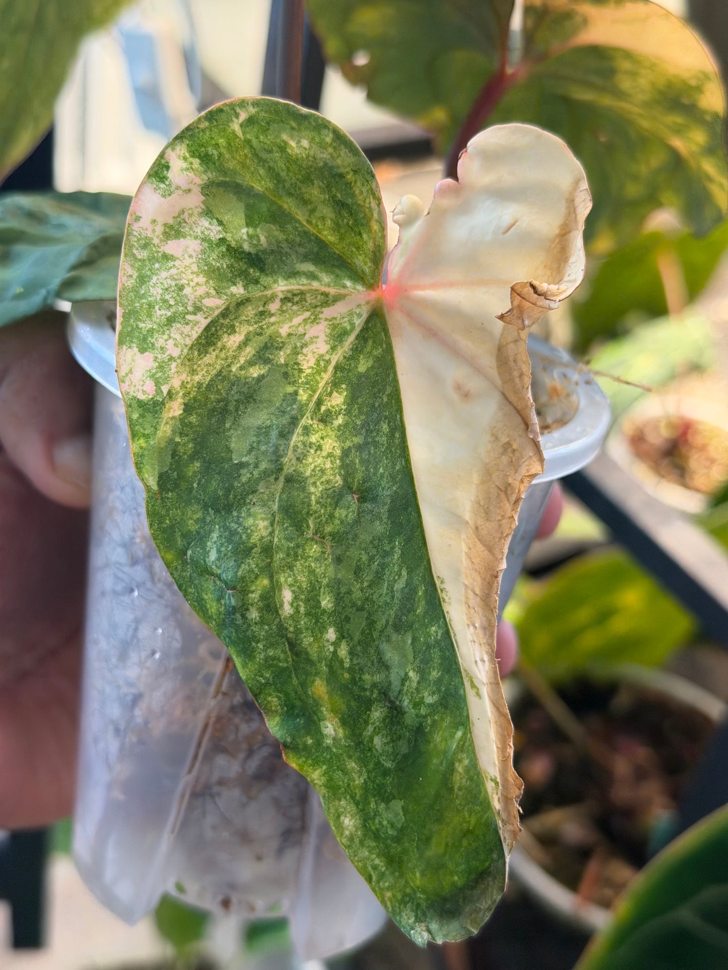 Pap Var x Subsignatum - Top Cut