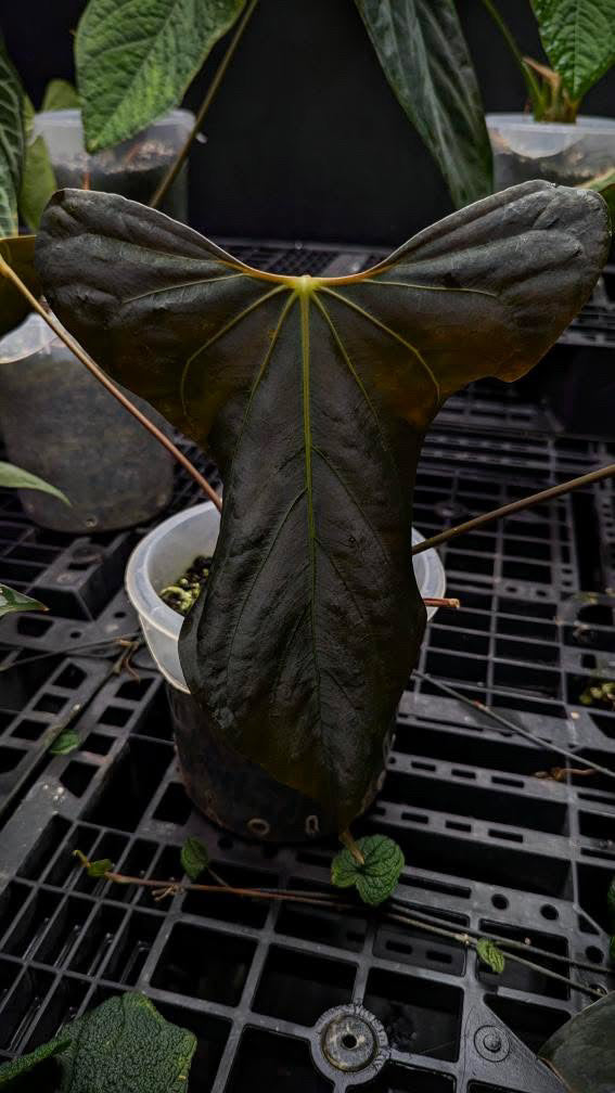 Anthurium Dressleri ‘Windy’ x Sp Nov DF