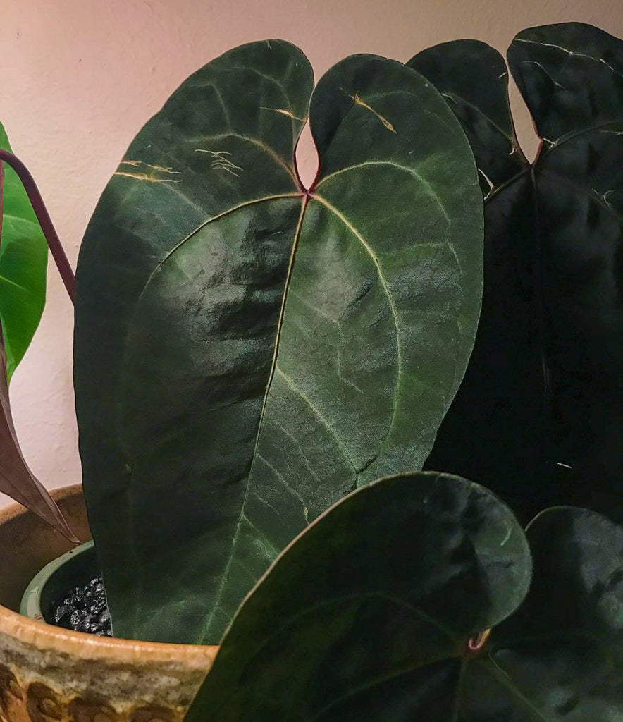 Anthurium Ace of Spades - Indo Dark Form – HappiestPlants