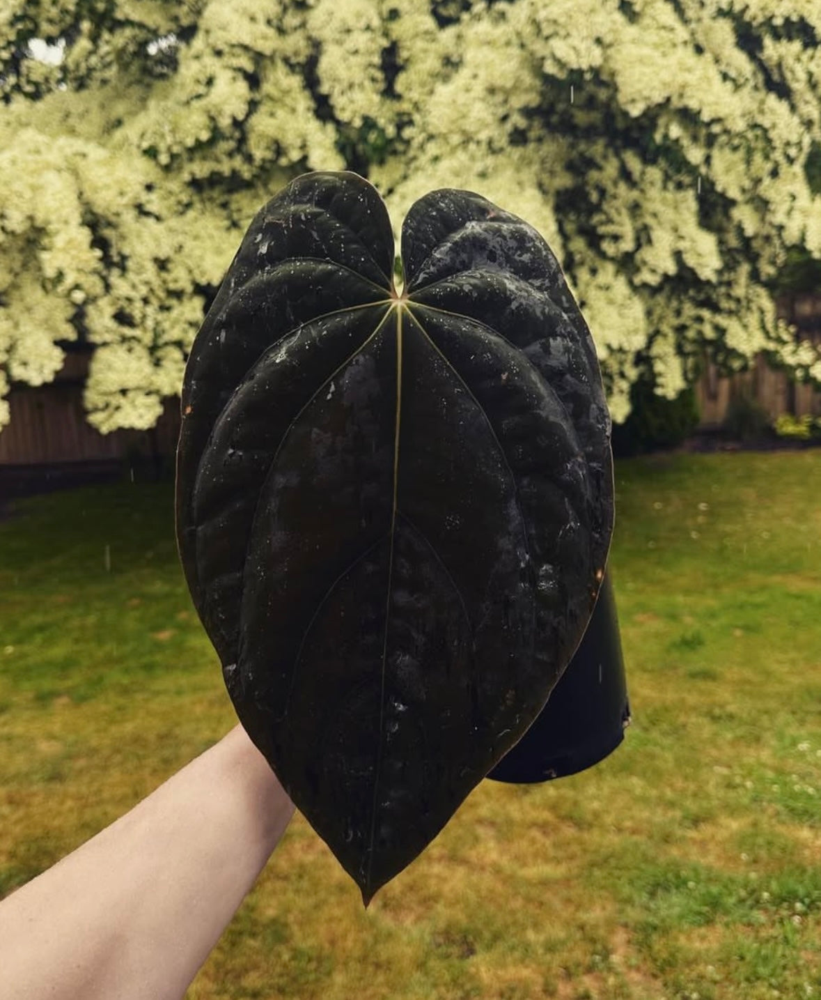 Anthurium Circus Peanuts x Antolakii