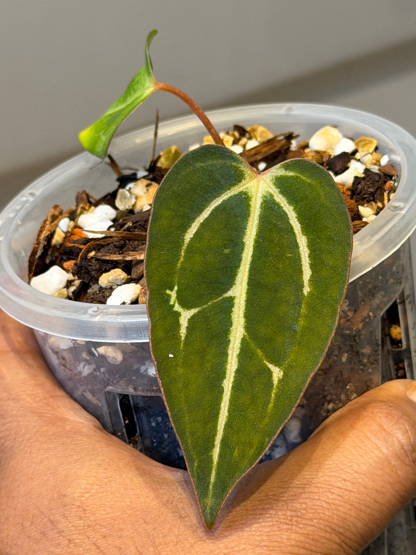 Anthurium Carlablackiae OG5 x RA4 - Offsets