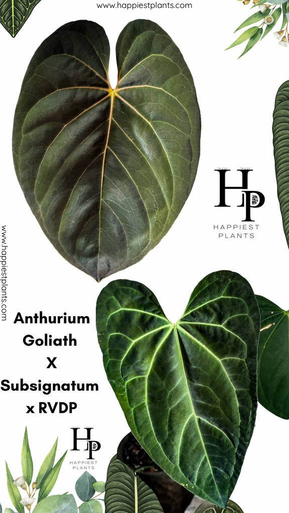 Anthurium Goliath X Subsignatum x RVDP – HappiestPlants
