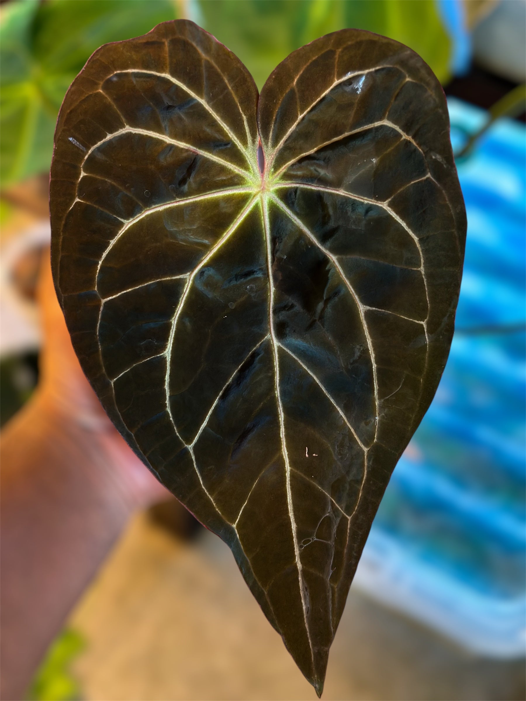 anthurium red spider Anthurium Super Massive Spider x Red Spider Ori – HappiestPlants
