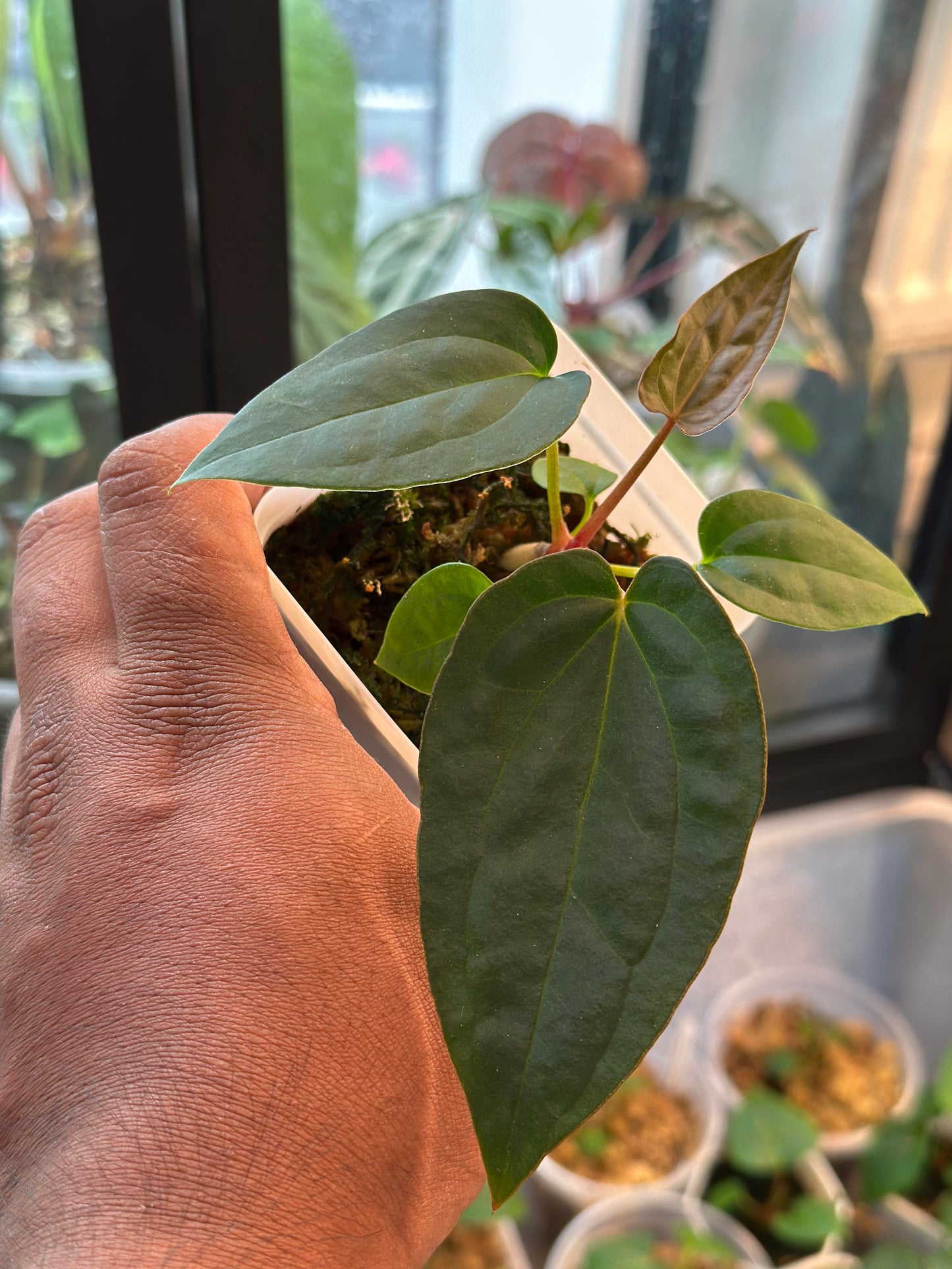 Anthurium Papillilaminum bleu x BVEP