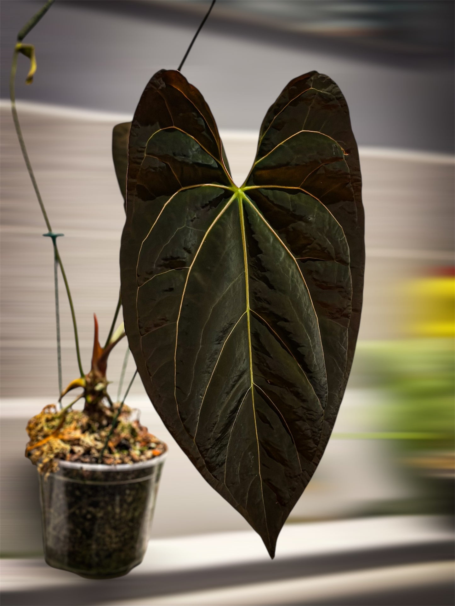 Anthurium (Papillilaminum x Hoffmani) x (Fort Sherman x AOS)