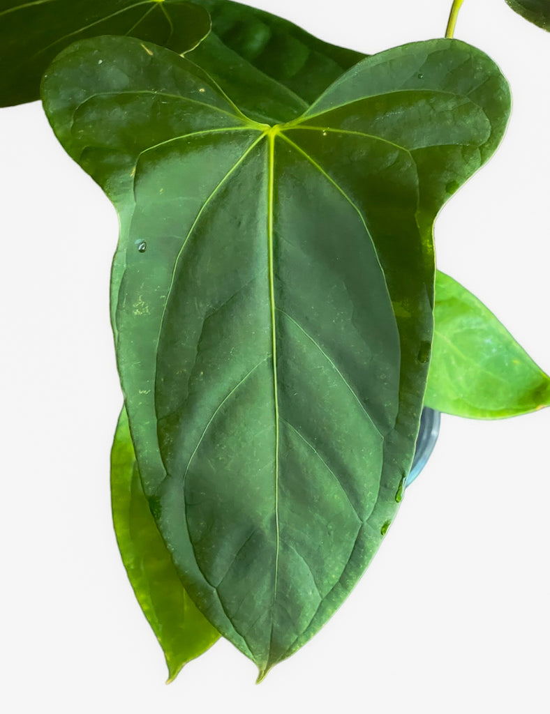 Anthurium \"Rom's Black\" seedling① Anthurium Rom's Black seedling① Anthurium 