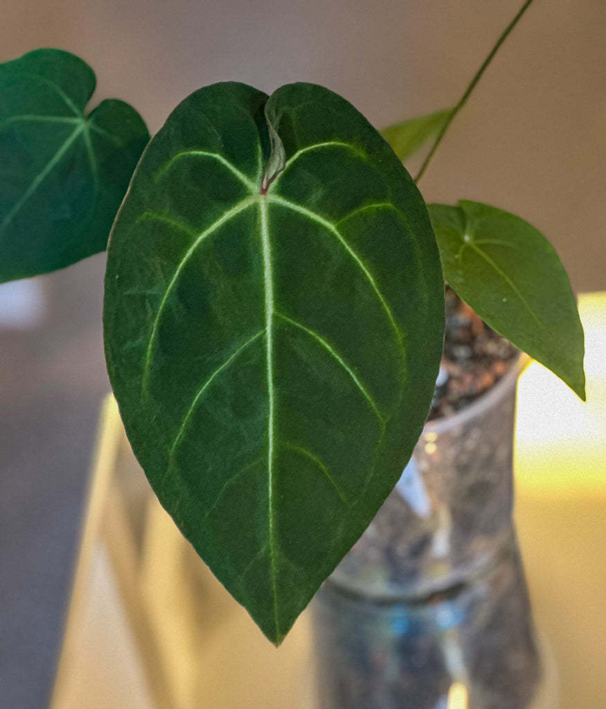 Anthurium Ace of Spades (AOS) x Hoffmani – HappiestPlants