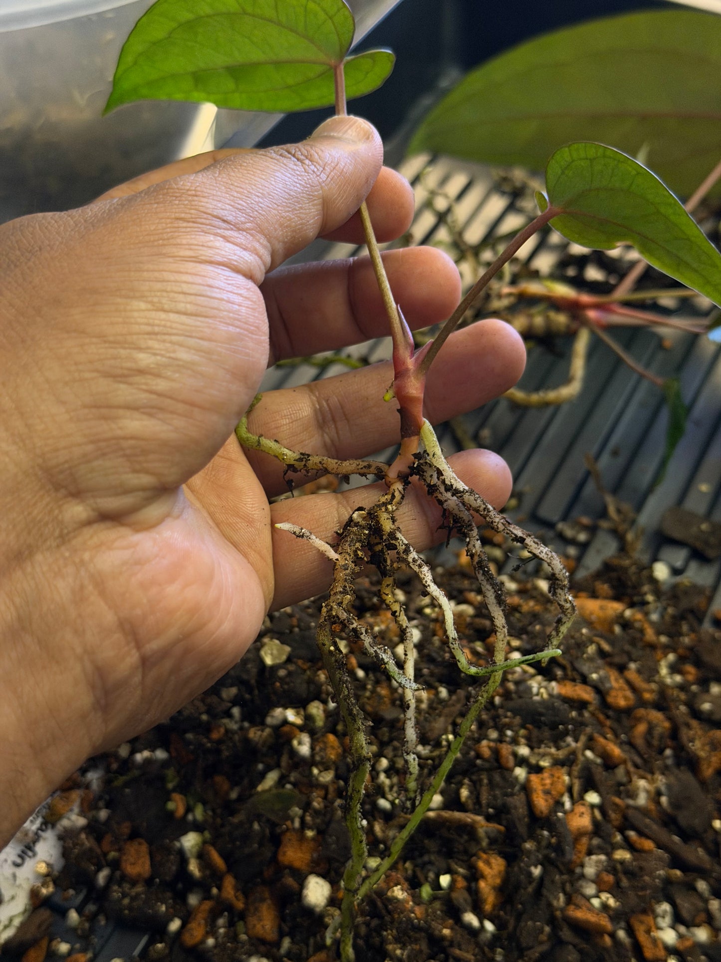 Anthurium Legacy of Spades – Clone