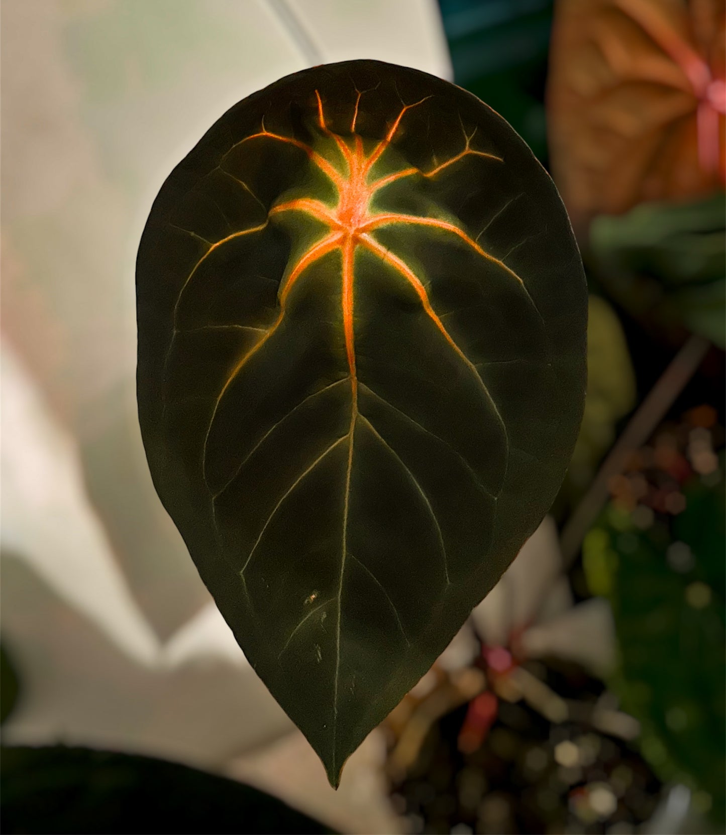 Anthurium Red Spider Ori x Dusk Ablaze