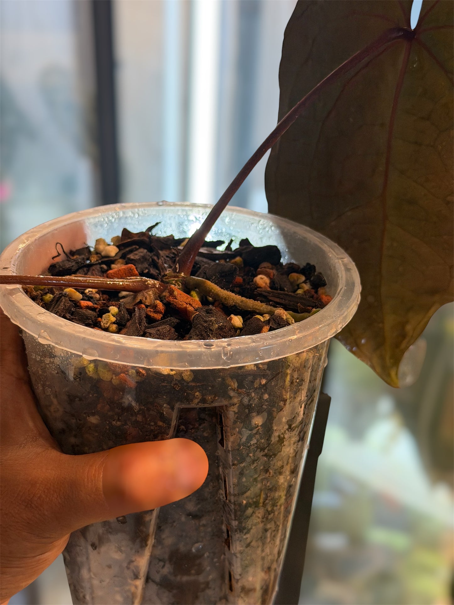 Anthurium Ace of Spades (AOS) – Tezula Clone