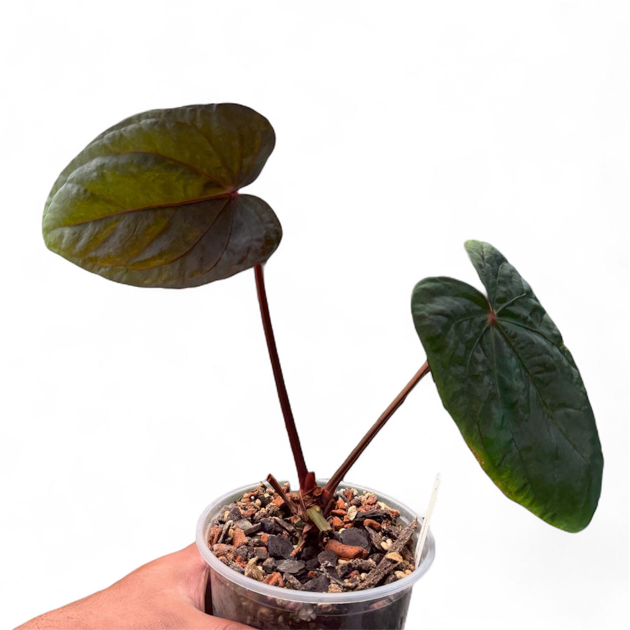 anthurium dresleri Anthurium Dressleri x RVDP – HappiestPlants