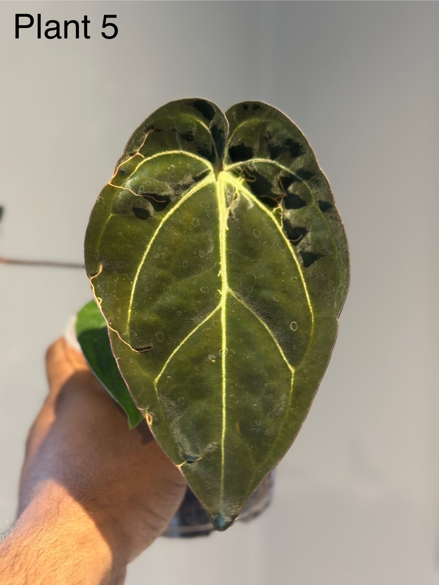 Anthurium Papillilaminum Variegated x Carlablackiae AU1