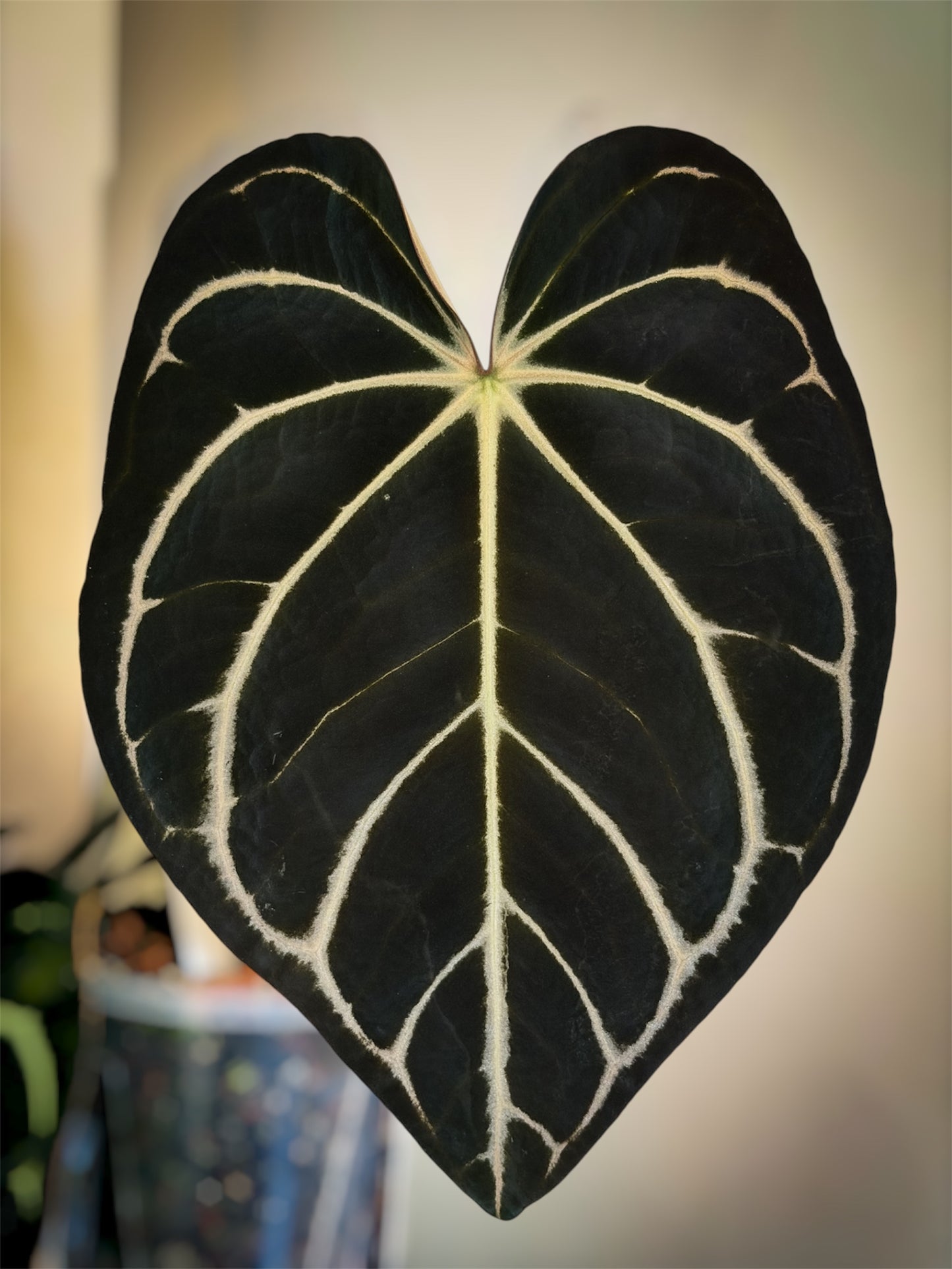 Anthurium (AOS DF x Kunayalense) x Carlablackiae OG4 S1