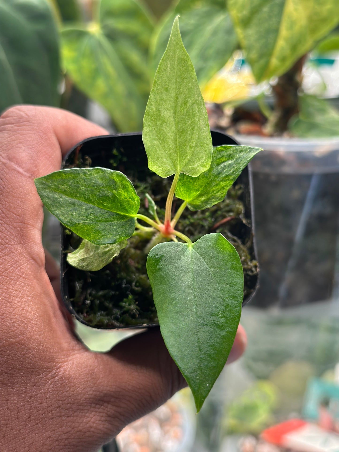 FSRL x RL Variegated Anthurium Seedling