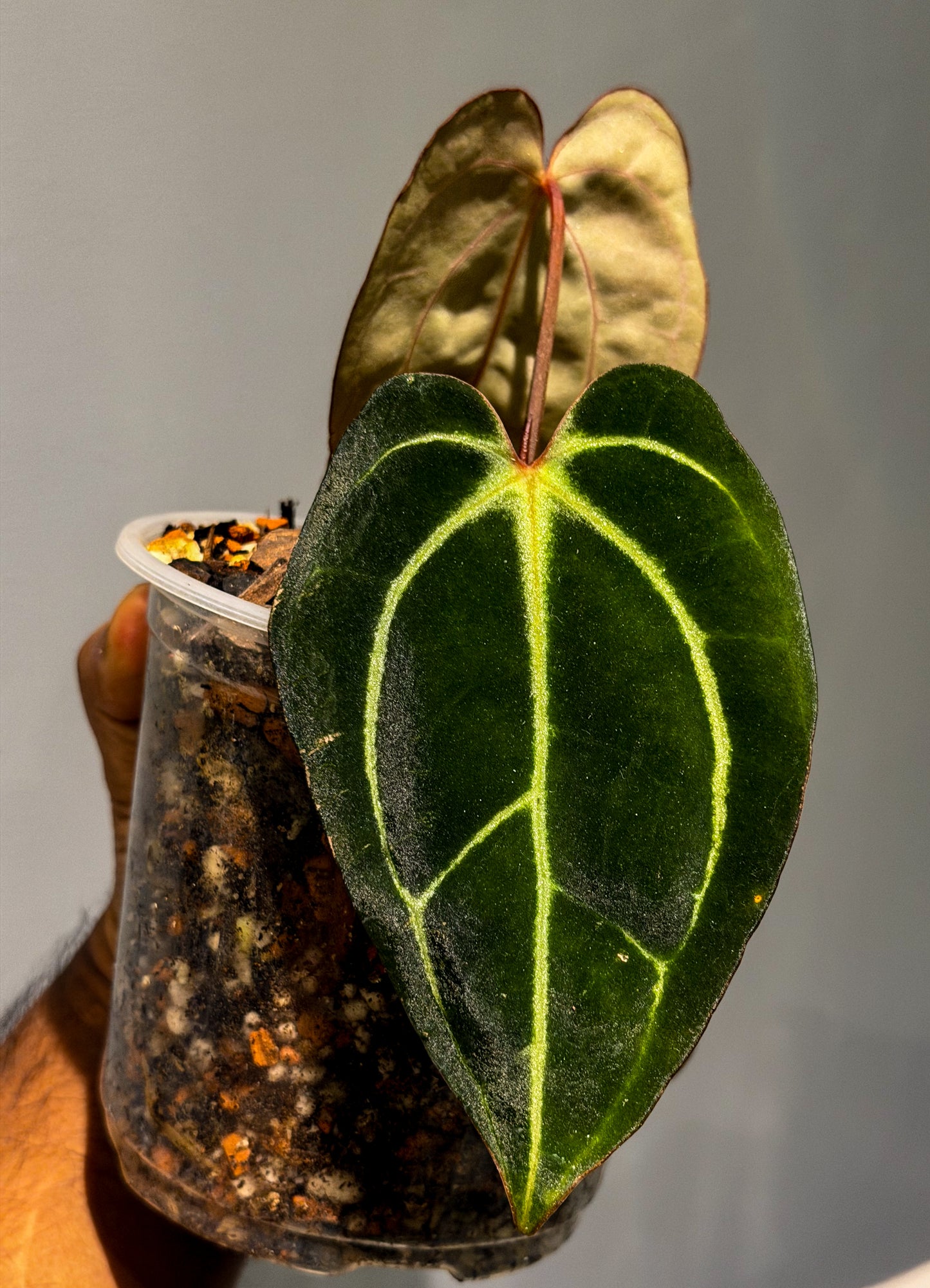 Anthurium Carlablackiae Round × Self (S1) - Offset