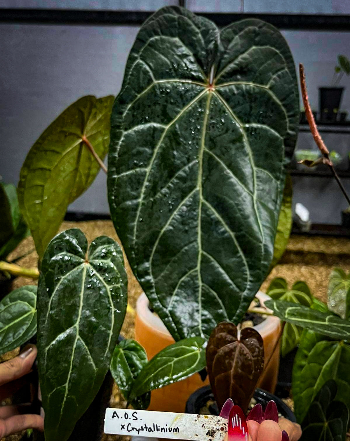 propagating anthurium crystallinum Anthurium Aos X Crystallinium Clone Cuttings