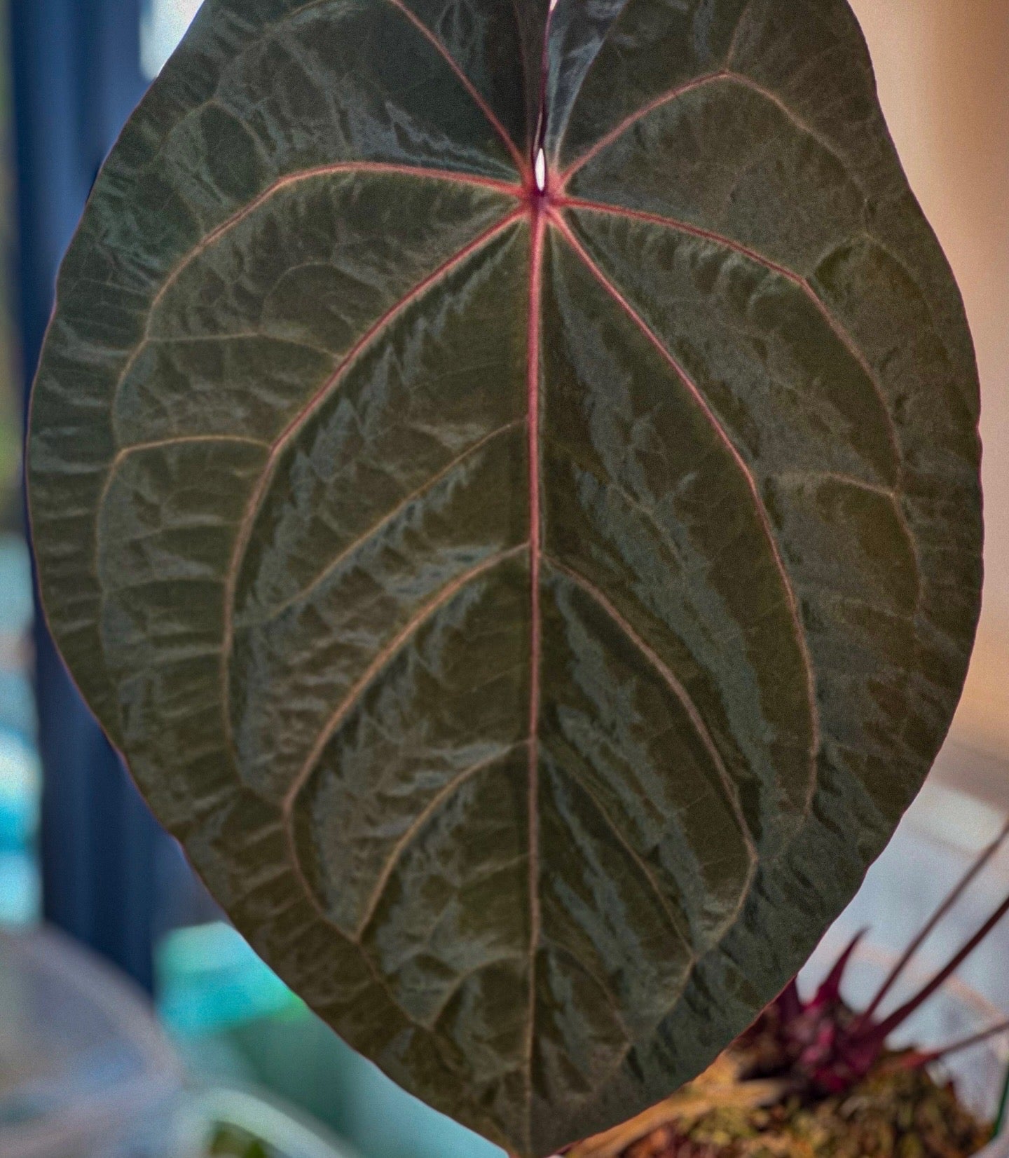 Anthurium Bloodmoon - Clone