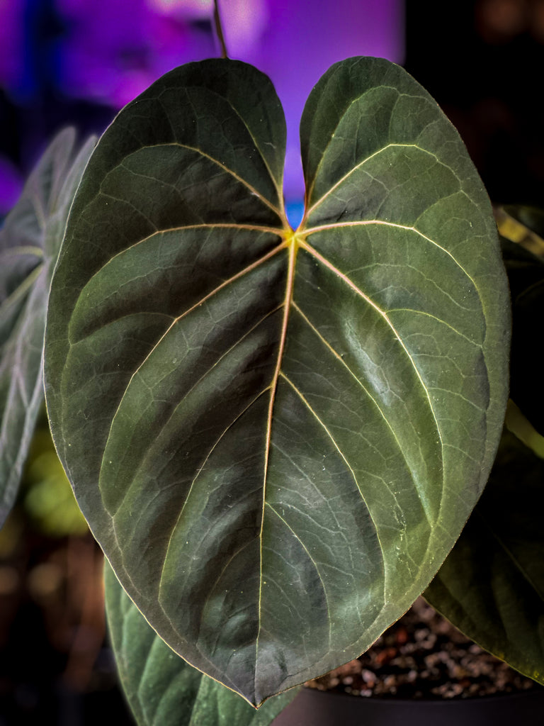 Anthurium Goliath (Darkest Panama) x Self – HappiestPlants