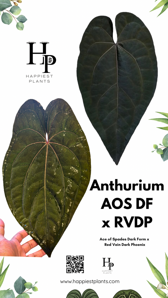 Anthurium AOS DF x RVDP – HappiestPlants Anthurium AOS DF x RVDP – HappiestPlants