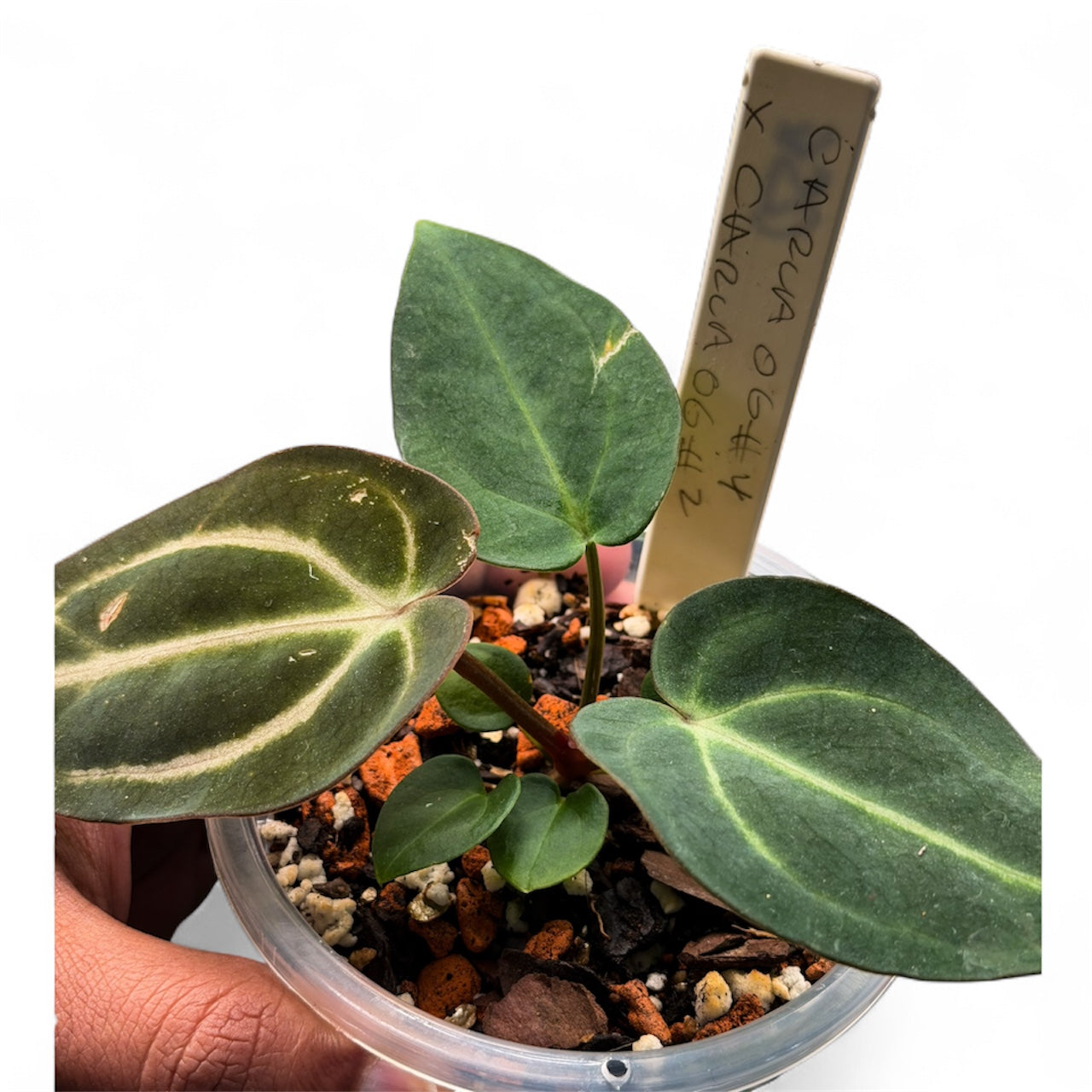 Carlablackiae OG4 x OG2