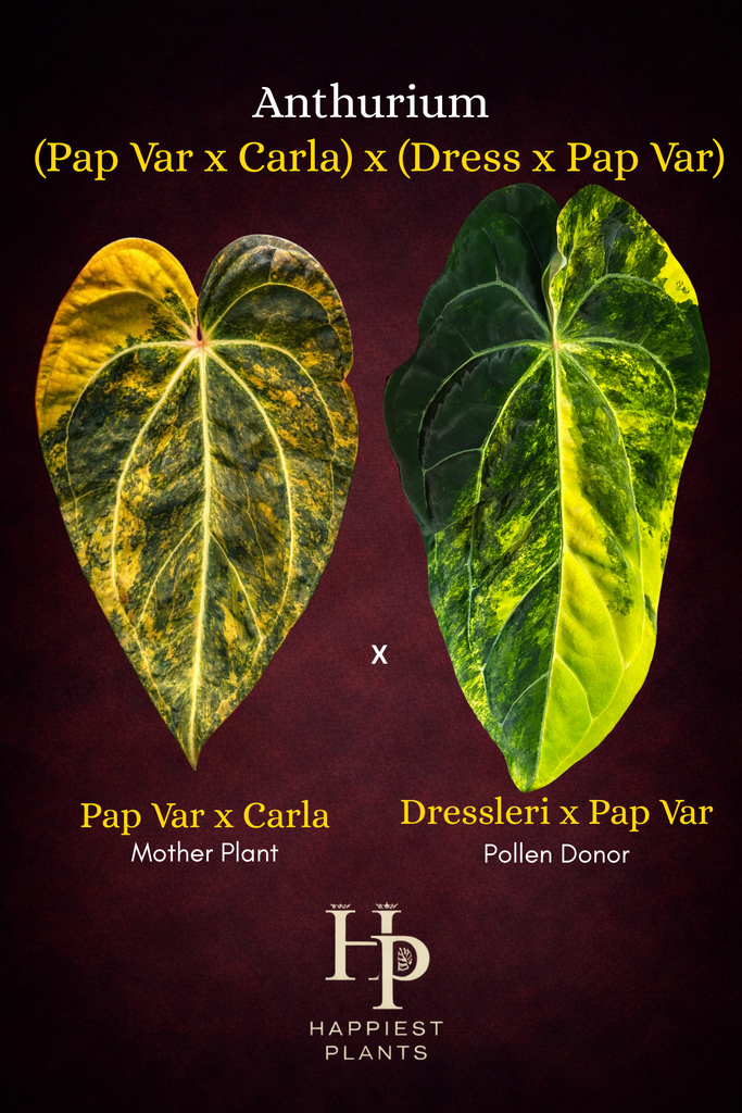 Anthurium (Pap Var x Carlablackiae) x (Dressleri x Pap Var