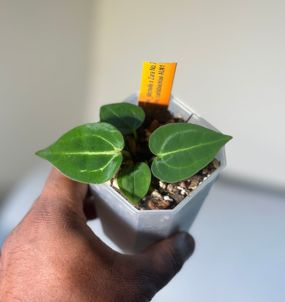MxZ X Carlablackie AU1 – HappiestPlants