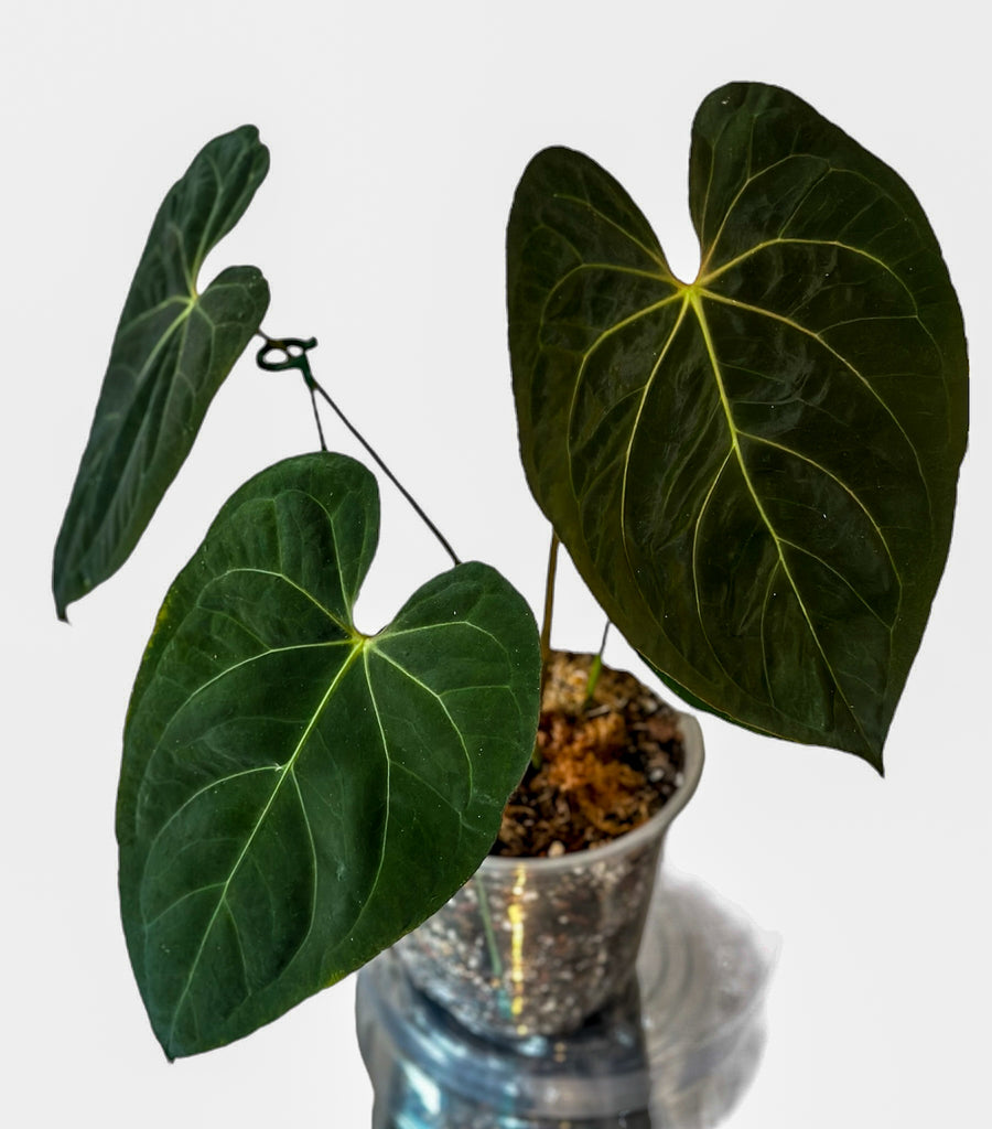 anthurium plant for sale in gampaha Exotic Plant Anthurium Goliath for Sale – HappiestPlants