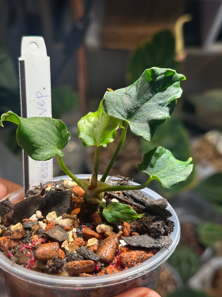 その他観葉植物 Anthurium Dressleri x Antolakii Anthurium Dressleri x Anthurium Antolakii (BVEP) – HappiestPlants