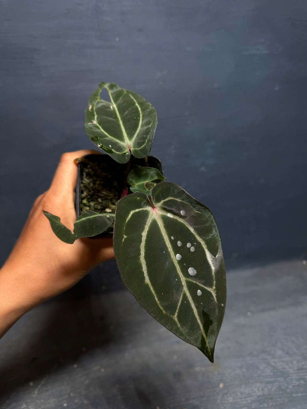 Anthurium Carla Evenstar