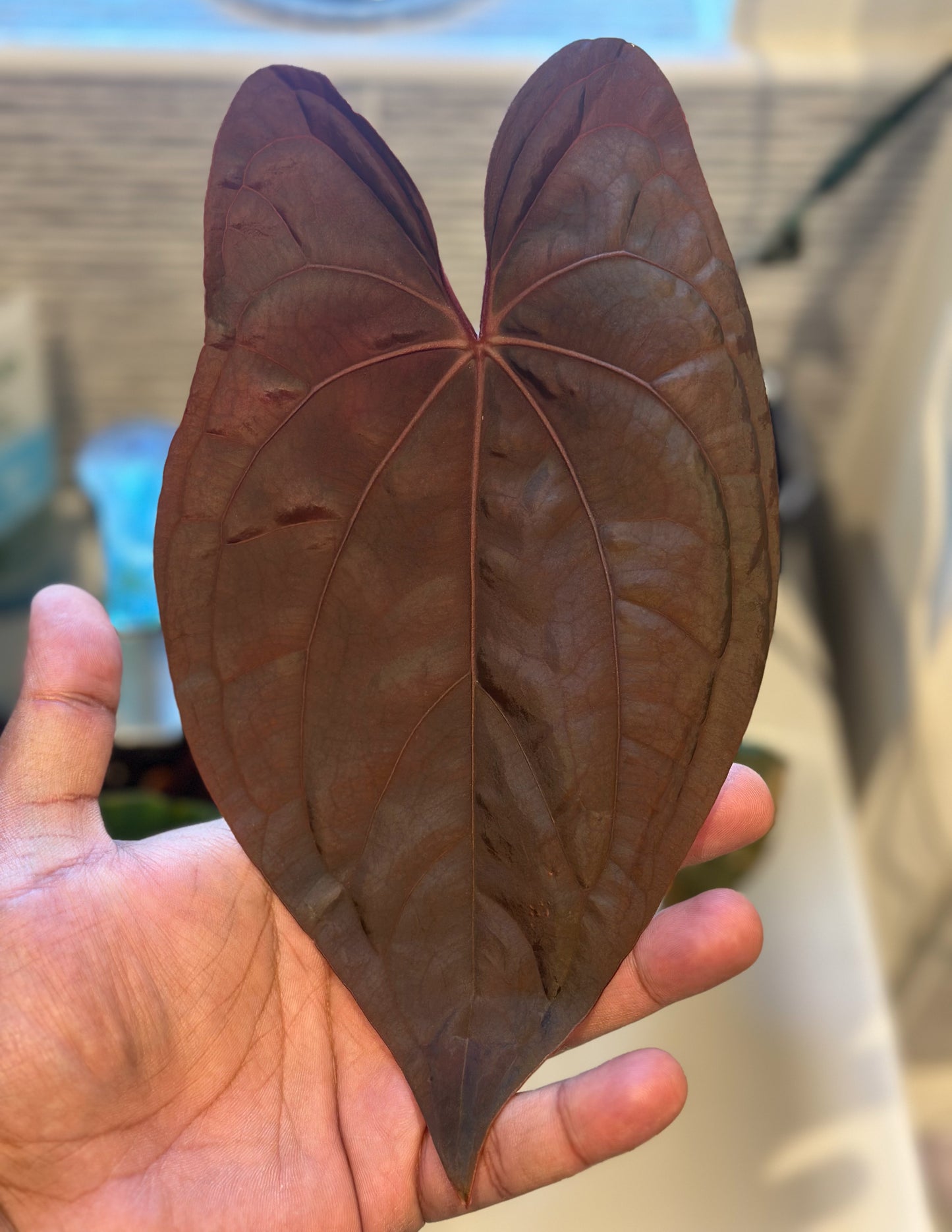 Anthurium Goliath x RVDP