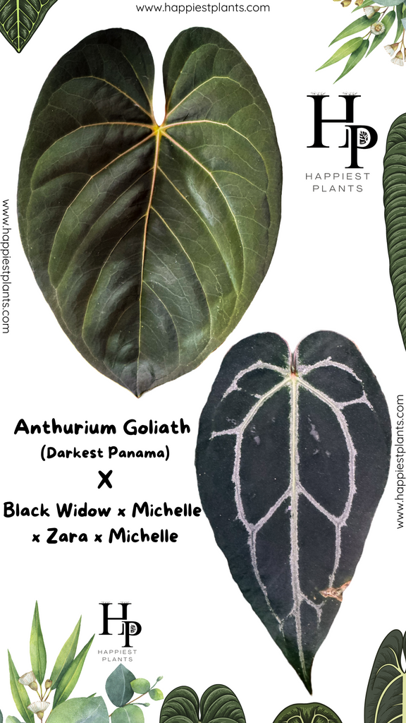 Buy Anthurium MJ - Goliath X Black Widow X Michelle – HappiestPlants