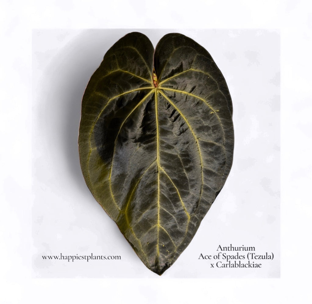 Anthurium Ace of Spades (Tezula) × Carlablackiae – Offsets