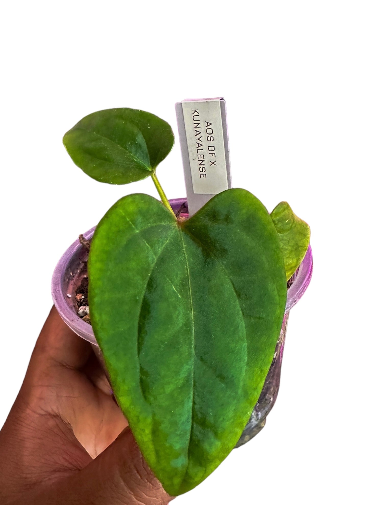 anthurium ace of spades green form Anthurium Ace of Spades (DF) x Kunayalense – HappiestPlants