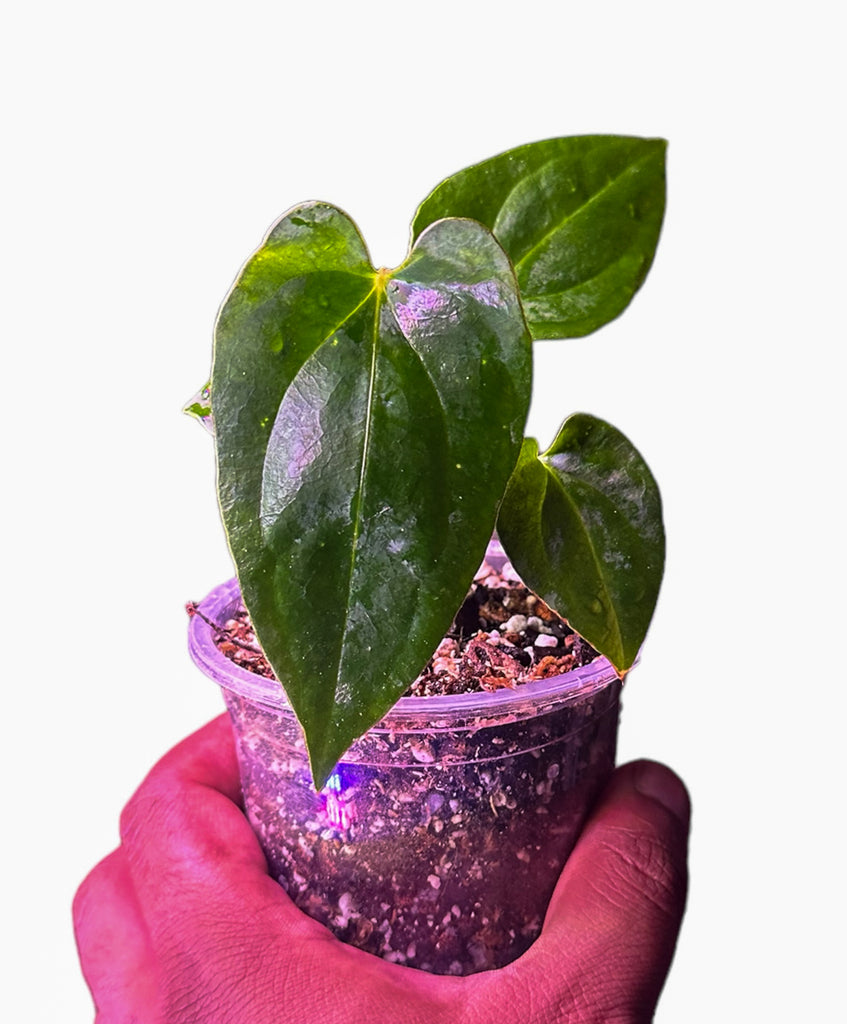 Anthurium Dark Phoenix (DP) x Red Vein Dark Phoenix (RVDP