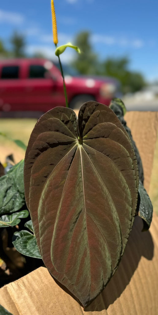 anthurium rlfs DoraBVEP x RLFS X BVEP Round x BVEP RA1 – HappiestPlants