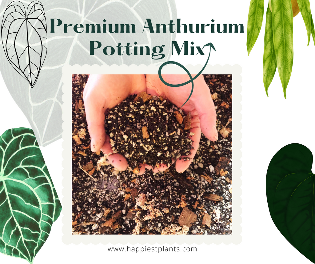 anthurium best soil Anthurium Potting Mix – HappiestPlants