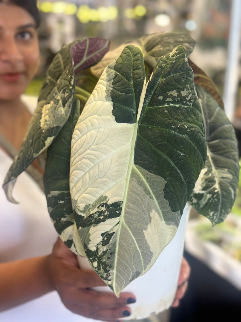 Alocasia Maharani Variegated - Award Winning Lineage – HappiestPlants