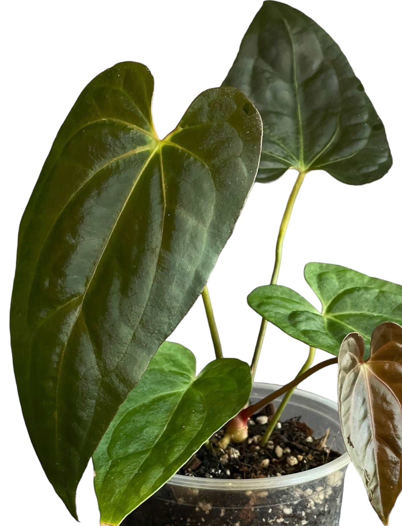 anthurium black leaves Anthurium BVIT (Black Velvet Indo Type) – HappiestPlants