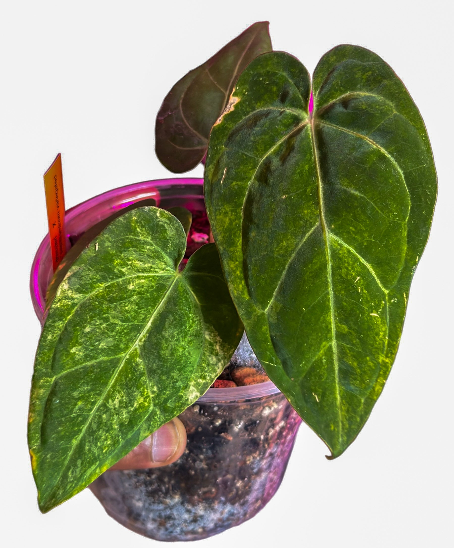 anthurium dressleri Anthurium Dressleri x Papillilaminum Variegated – HappiestPlants