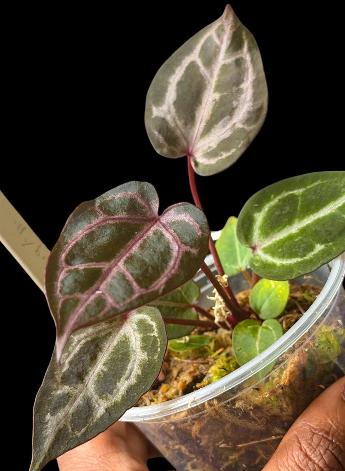 Anthurium Wonderboy A x Mystery Wonderboy