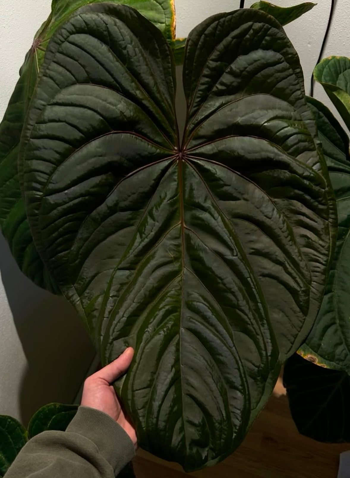 anthurium sans fleur Anthurium Circus Peanuts x Antolakii – HappiestPlants